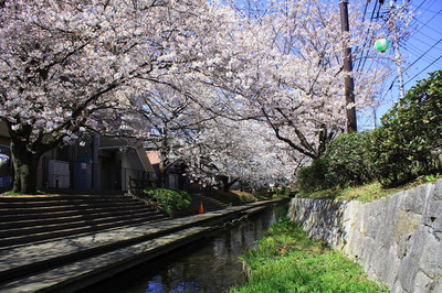 二ヶ領用水桜.JPG