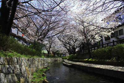 二ヶ領用水桜２.JPG